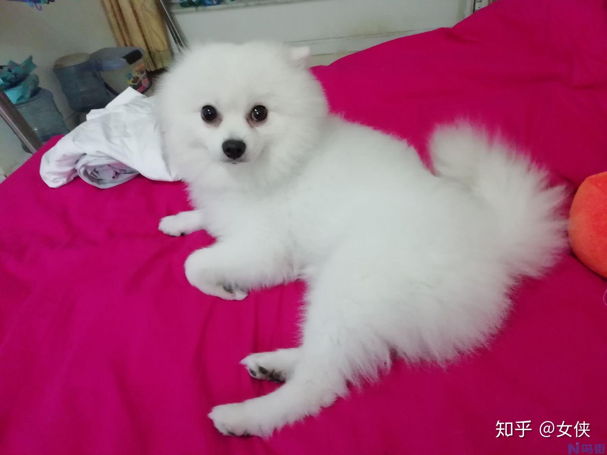 博美犬好养吗？