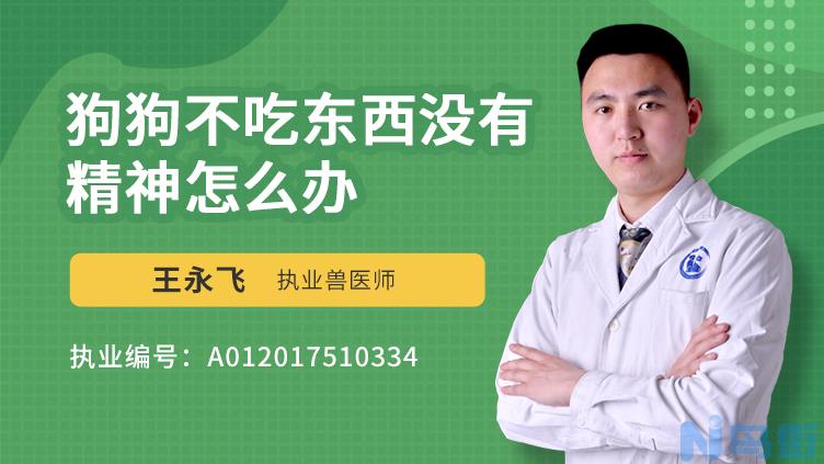 小狗不吃东西没精神怎么办？