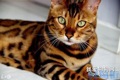 猫咪结石怎么治疗？