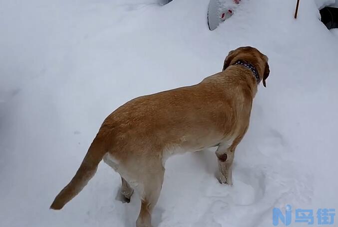 狗狗低血糖的症状？