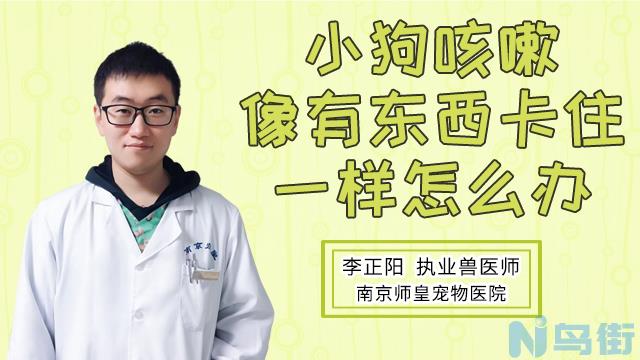 狗狗突然不喘气了怎么办？