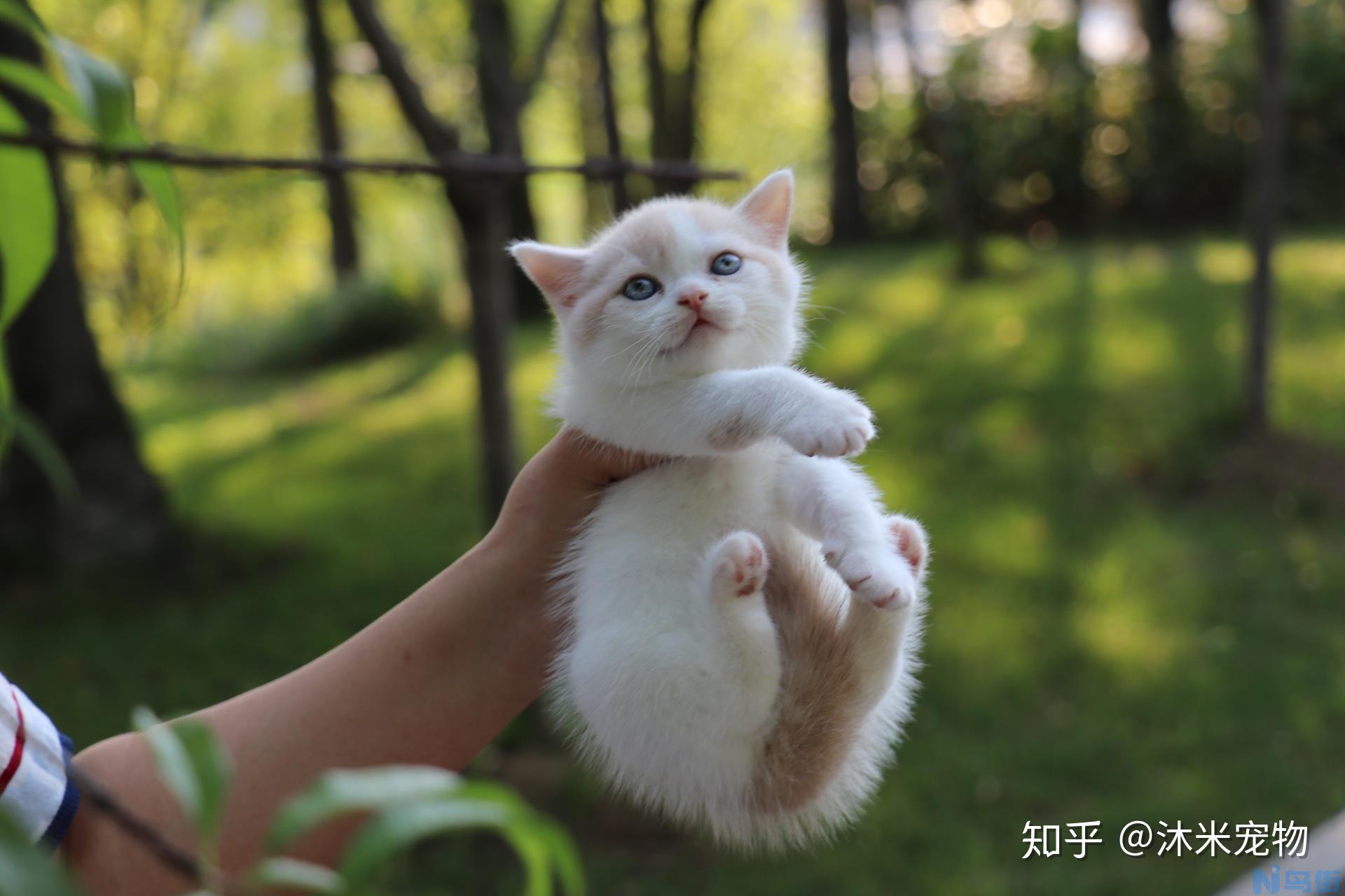 猫打喷嚏怎么办？