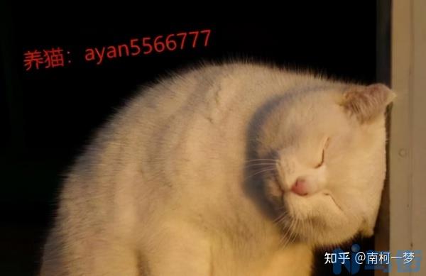 为什么说橘猫千万不能养？