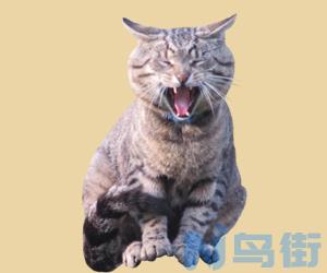 猫阿司匹林中毒的症状？