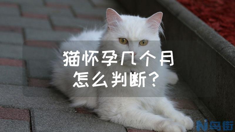 猫怀孕了有什么症状？