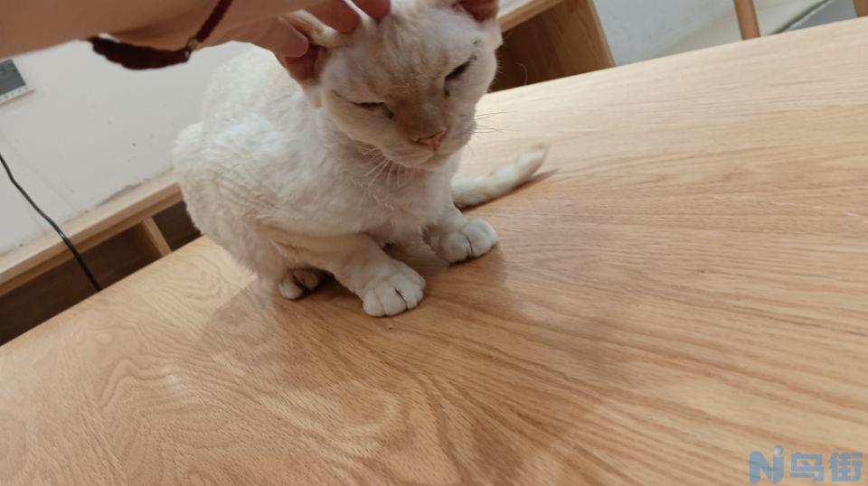 斯芬克斯猫多少钱一只？