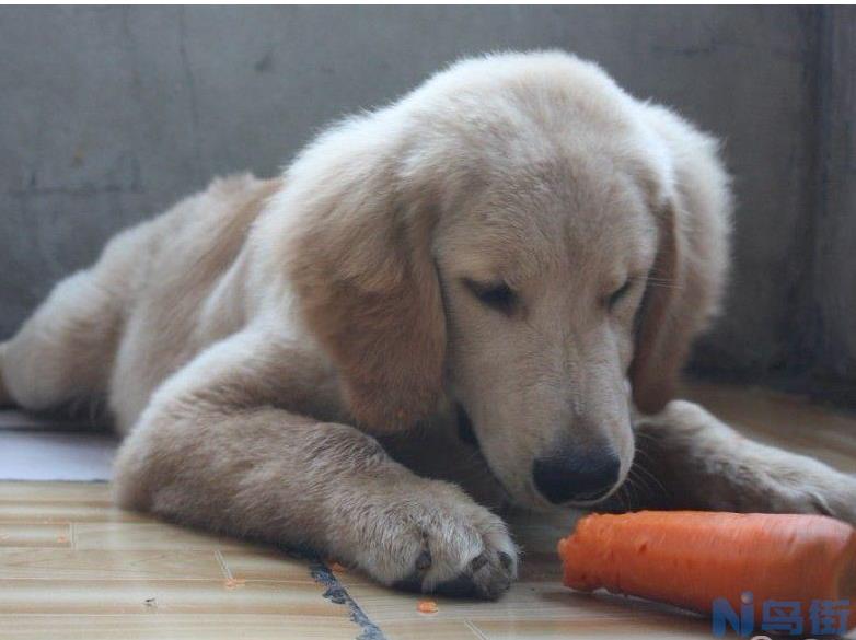 狗狗厌食怎么办？