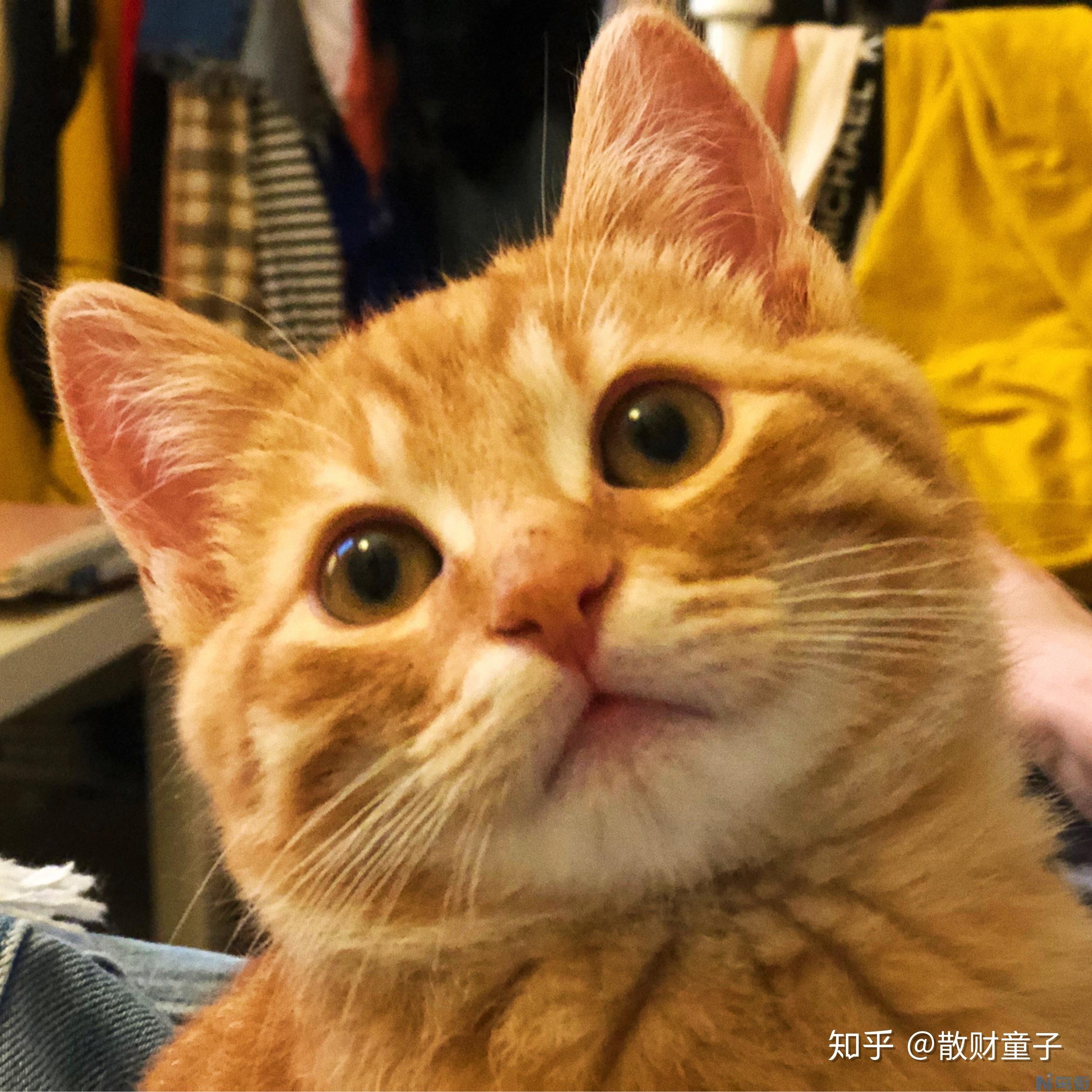 橘猫是土猫吗？