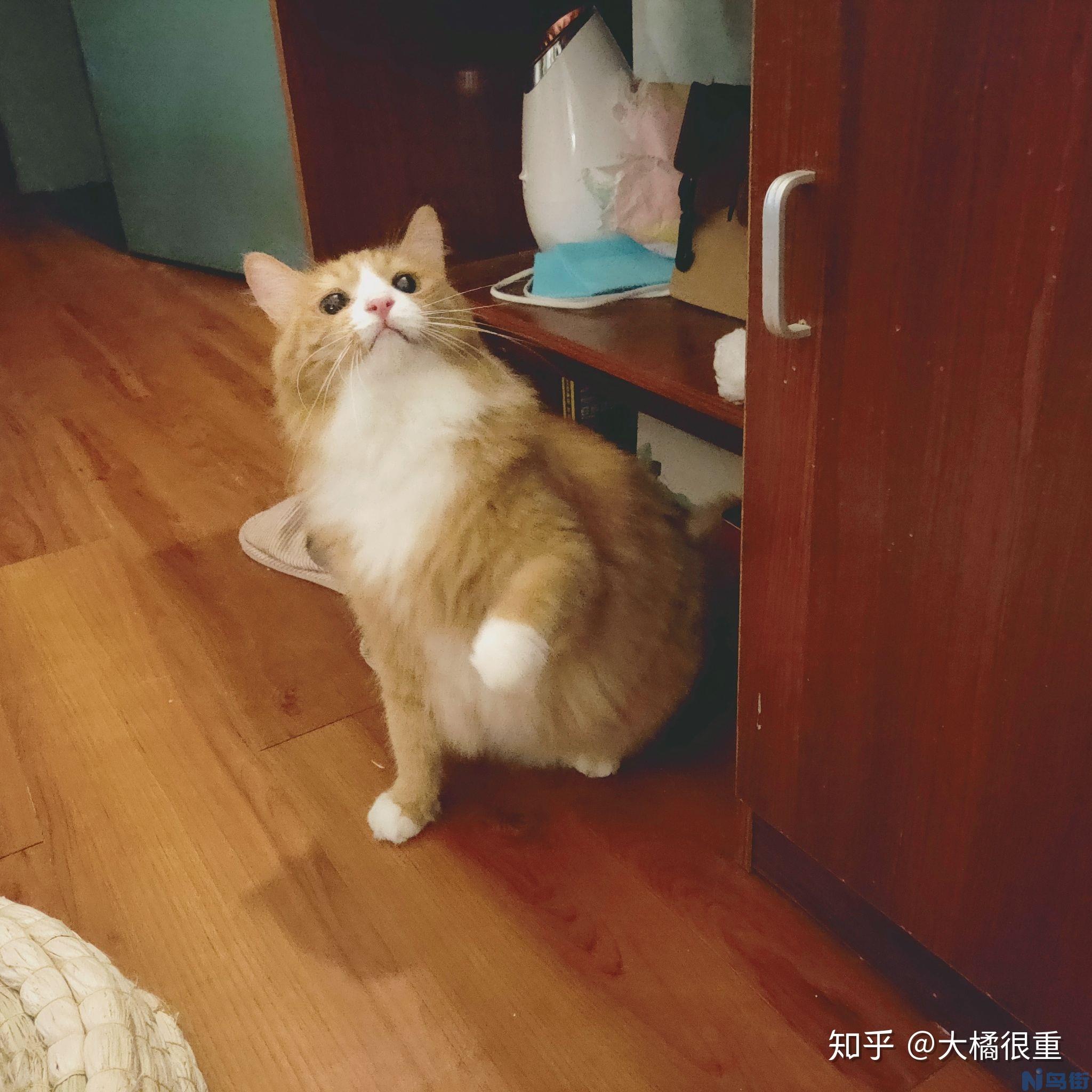 猫咪哭了是什么原因？