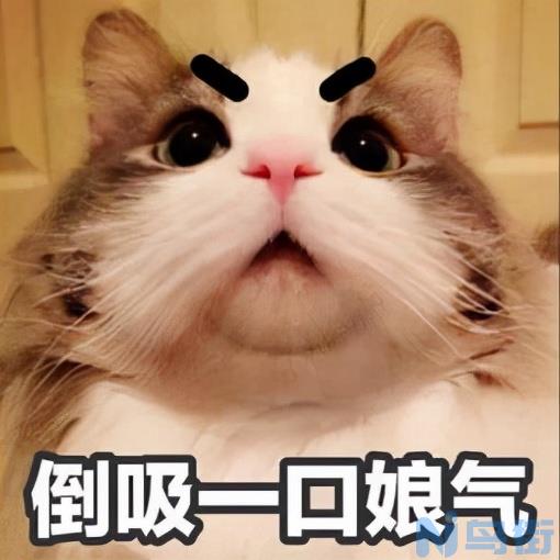 猫咪知道主人对它好吗？