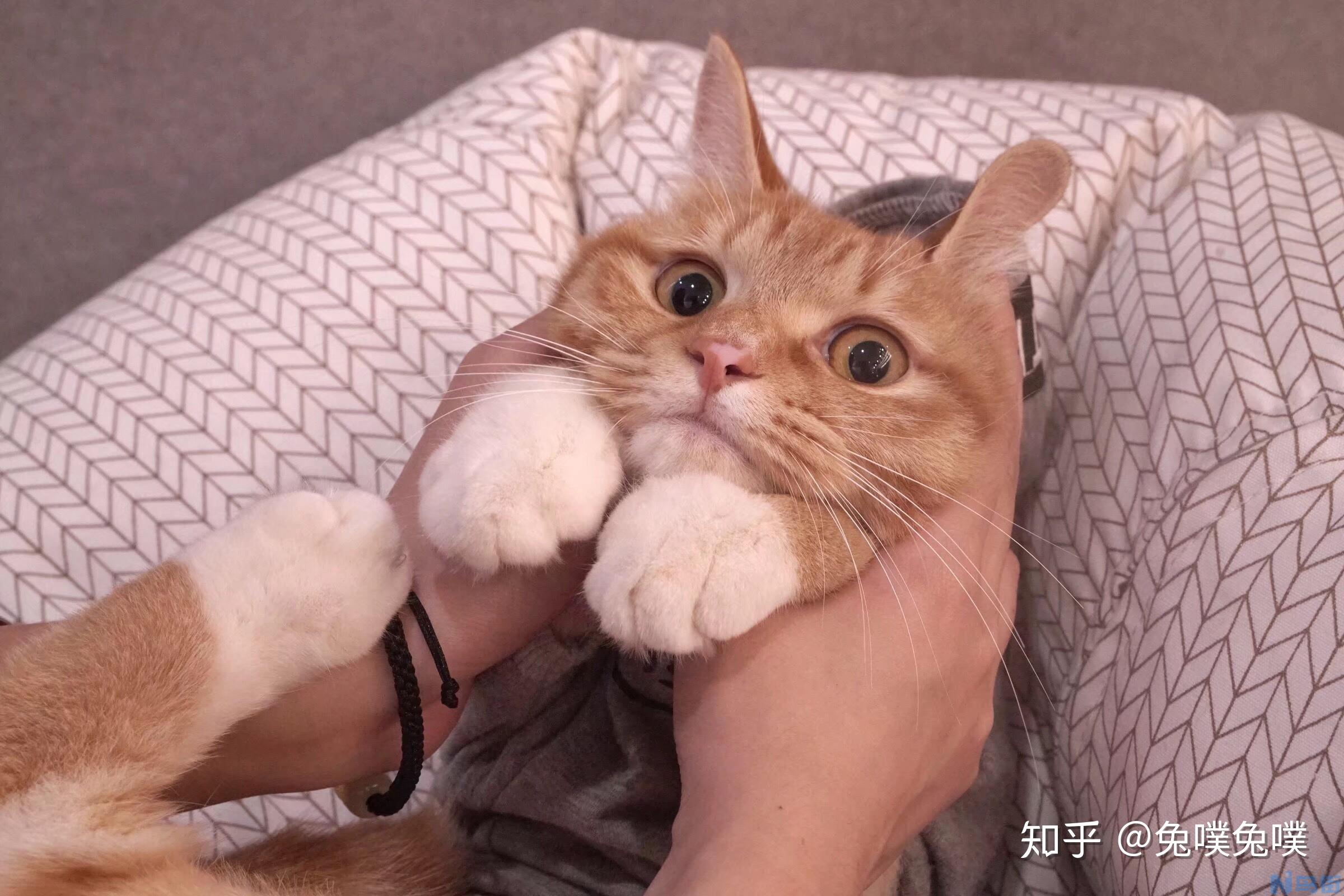 蓝猫怎么养？