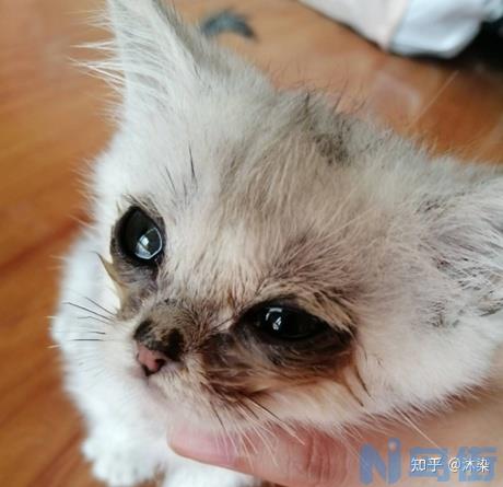 猫鼻支吃什么药？