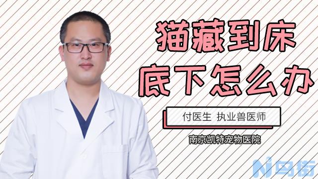 猫腹水是什么症状？