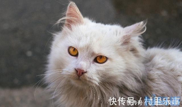 黄狸猫和橘猫什么区别？