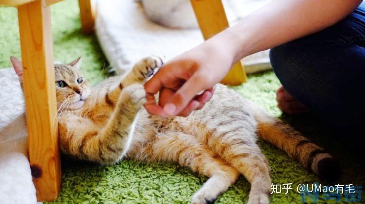 猫抓病是什么？