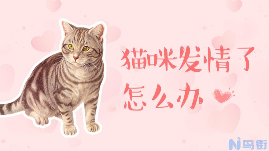 怎么教猫用猫砂？