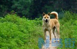 土狗幼犬和柴犬对比？