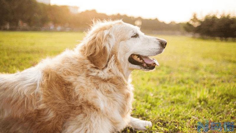 狗狗产后缺钙的症状？