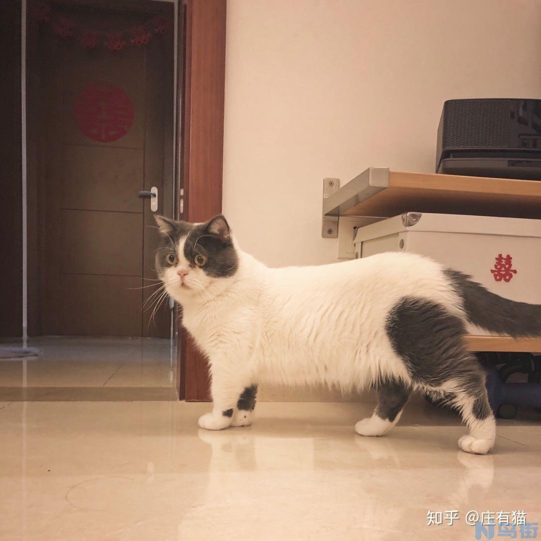 猫传腹早期症状？