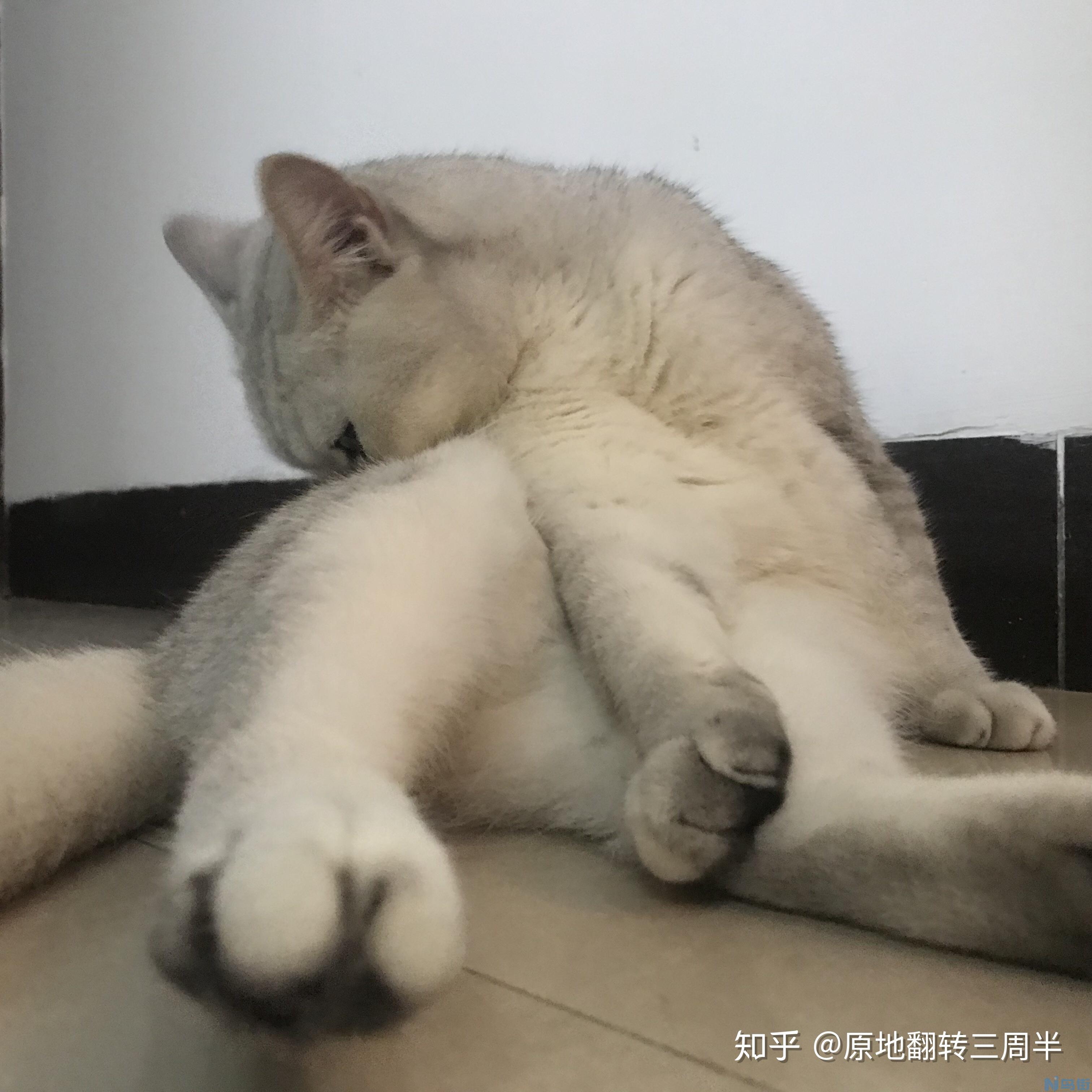 猫杯状病毒是否可以治愈？