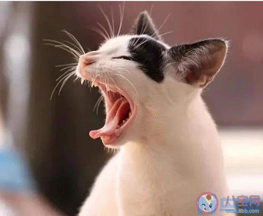 猫猫怀孕了要注意什么？