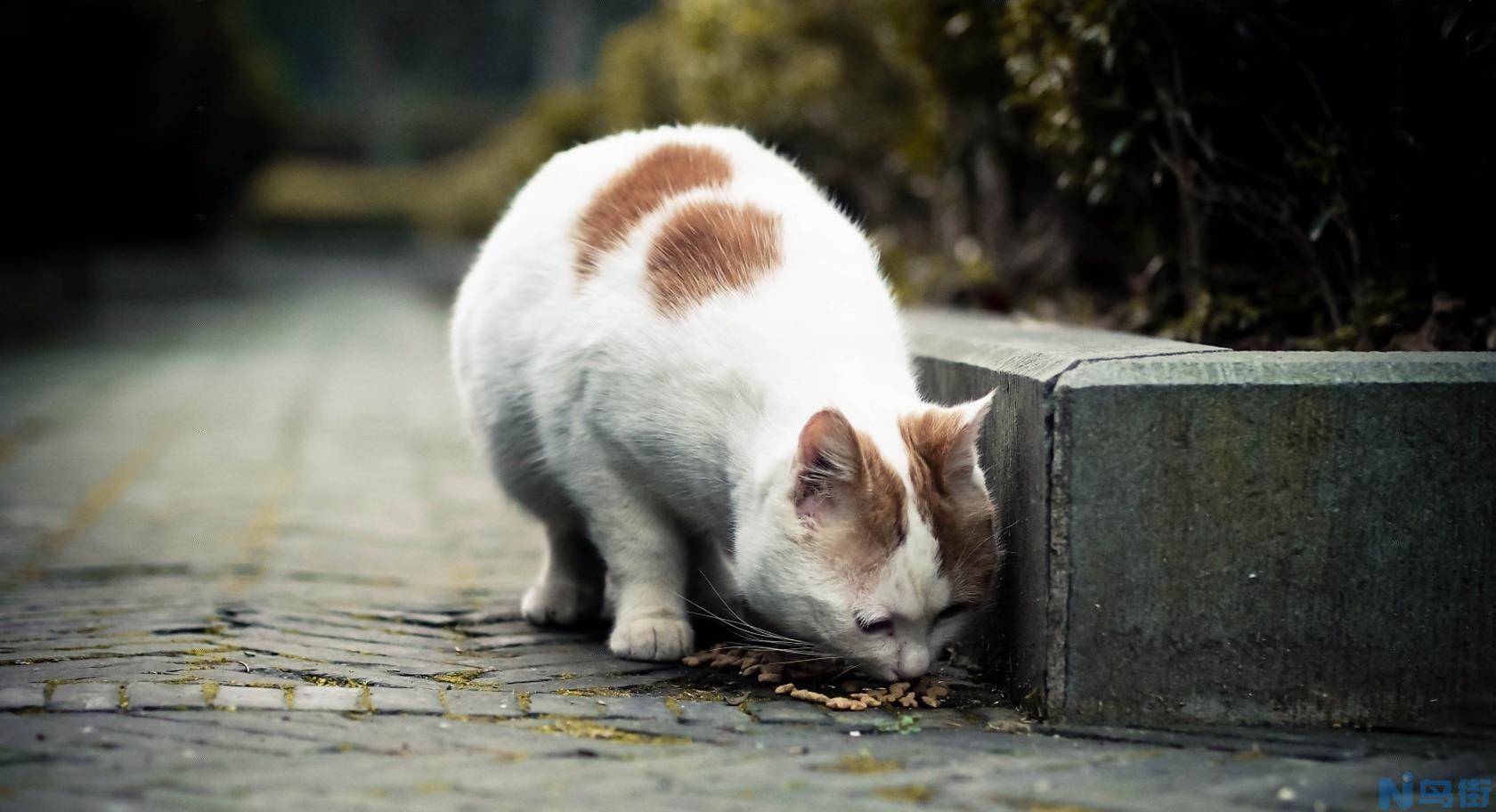 喂流浪猫用什么猫粮？