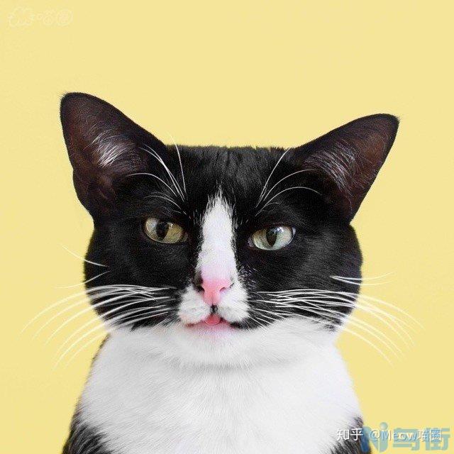 猫咪鼻子干是生病了吗？