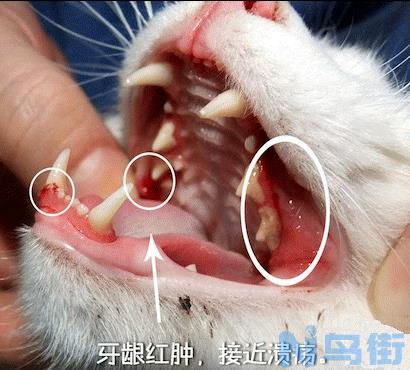 猫咪疱疹病毒症状？