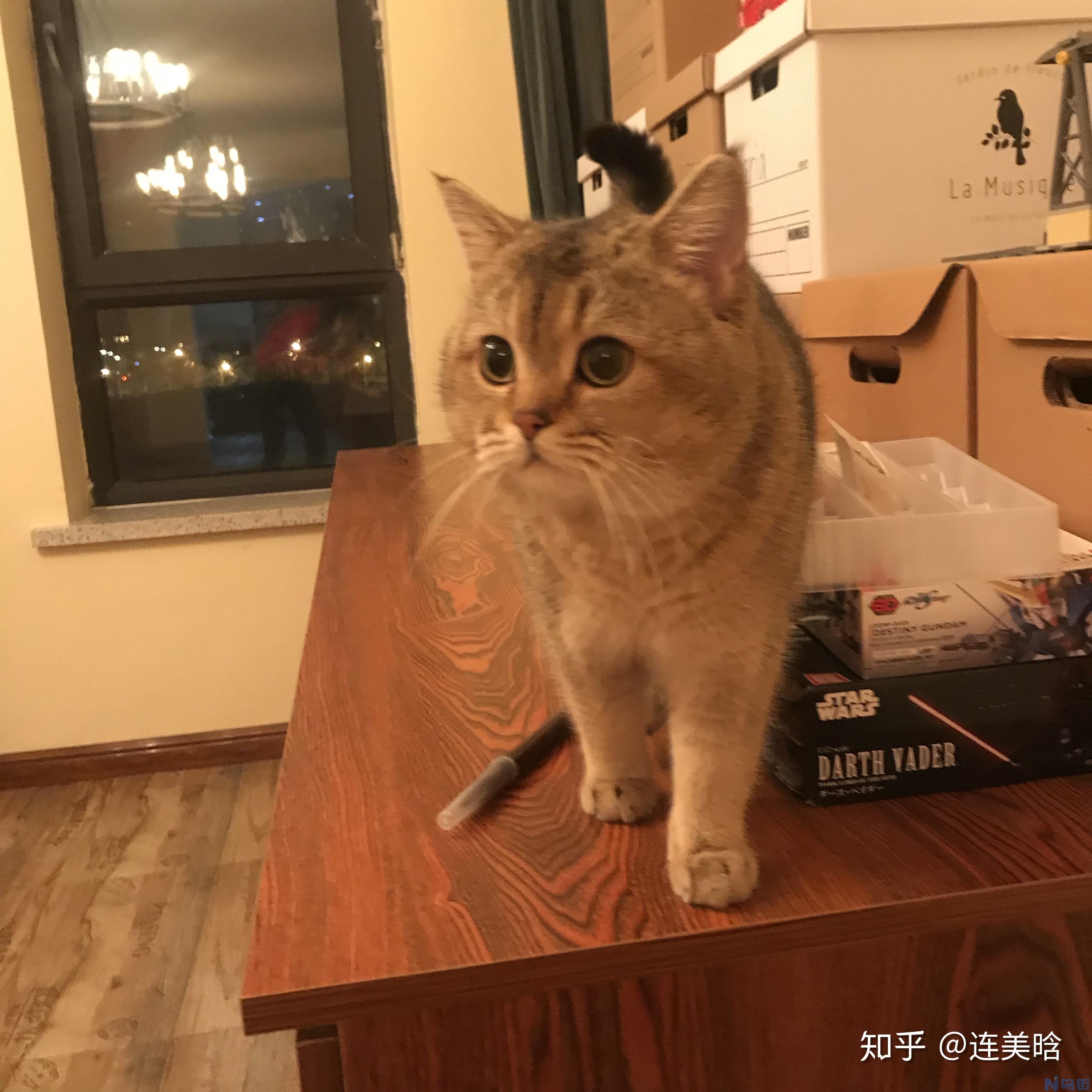 猫几个月发腮？