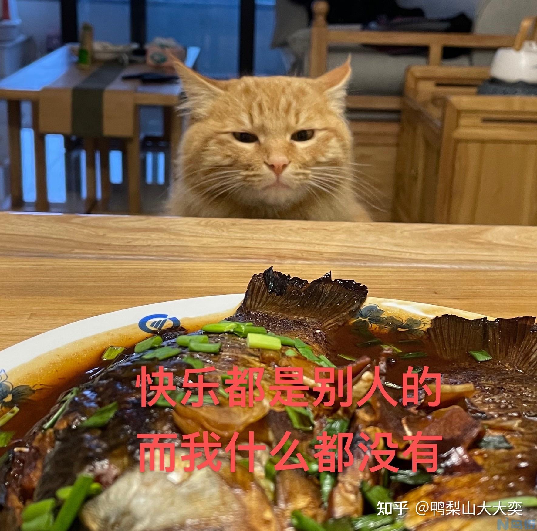 长毛的橘猫是波斯猫吗？