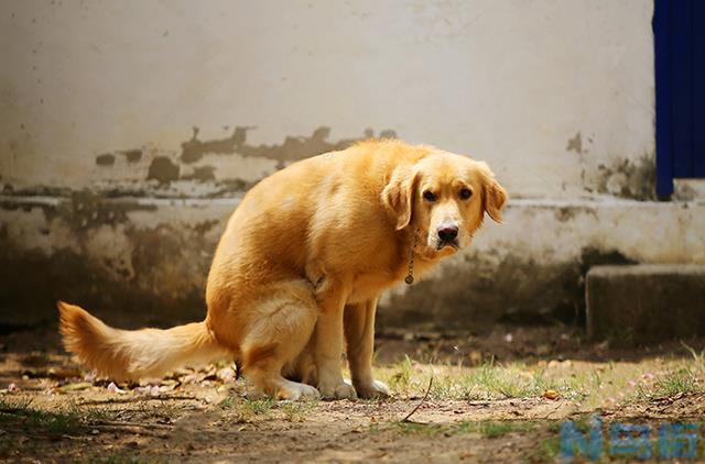 幼犬一天拉几次便正常？