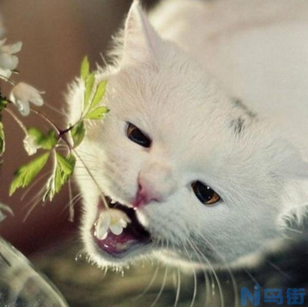 猫不吃猫草怎么办？