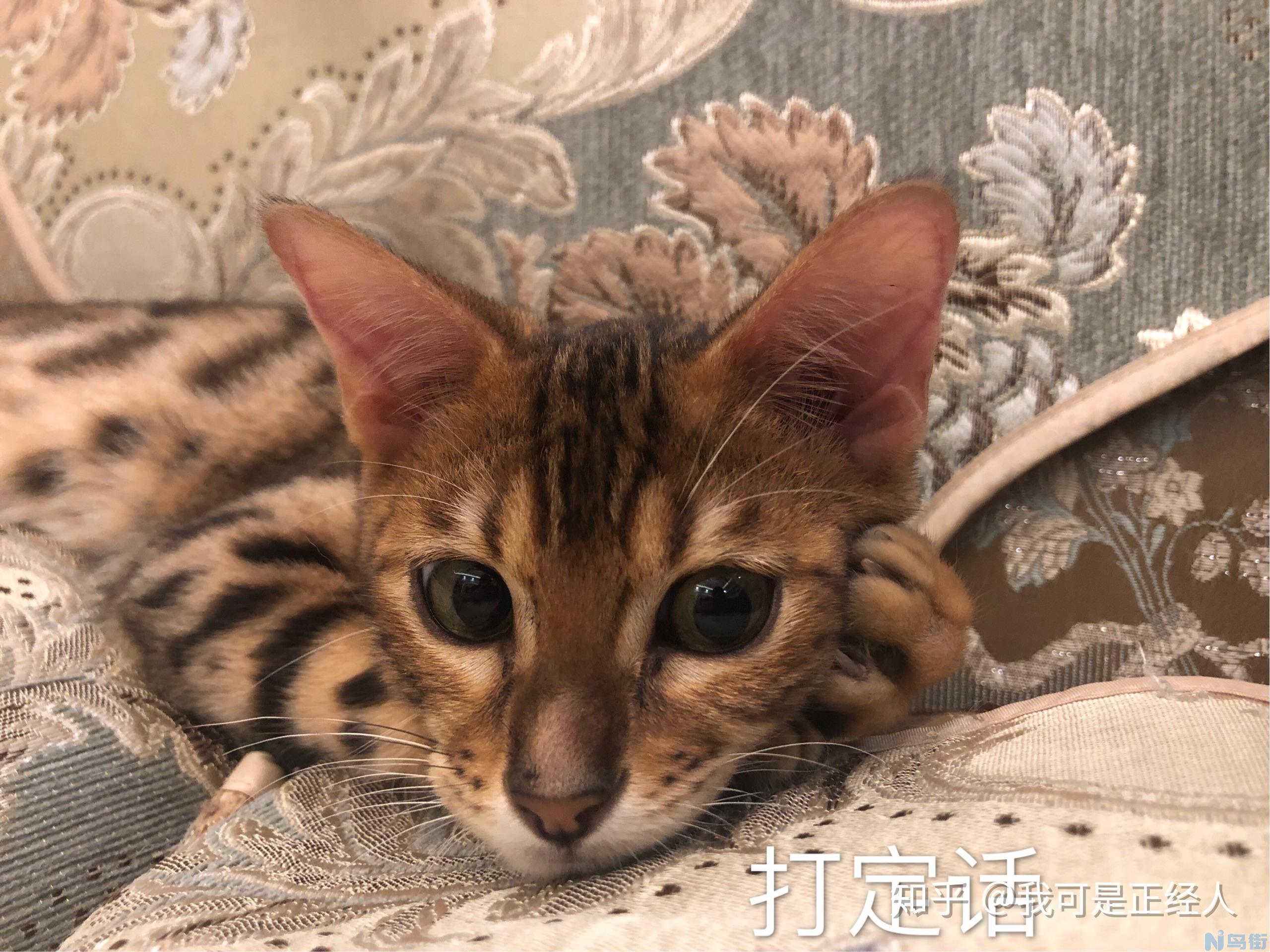 豹猫可以家养吗？