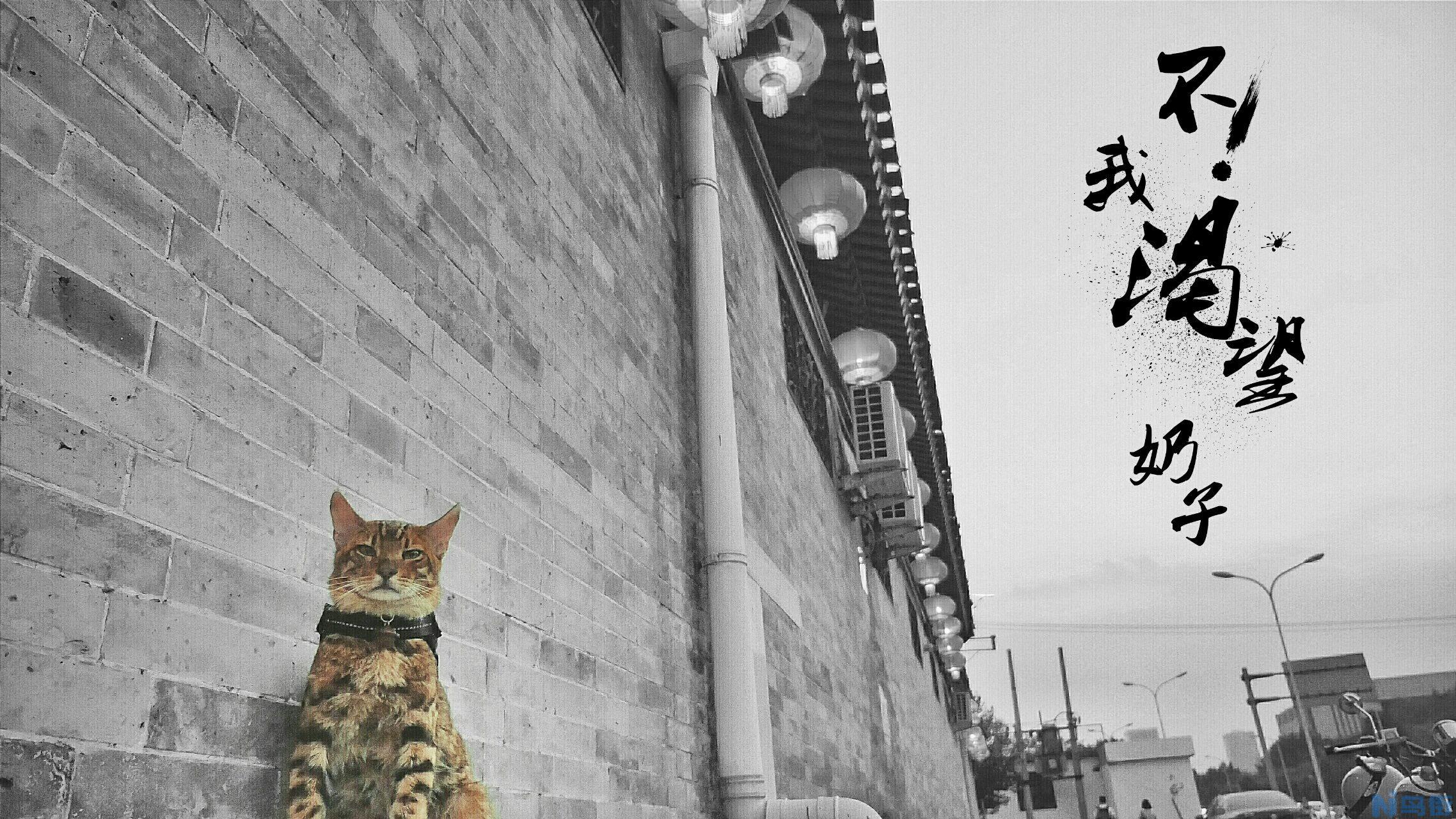 豹猫可以养吗？