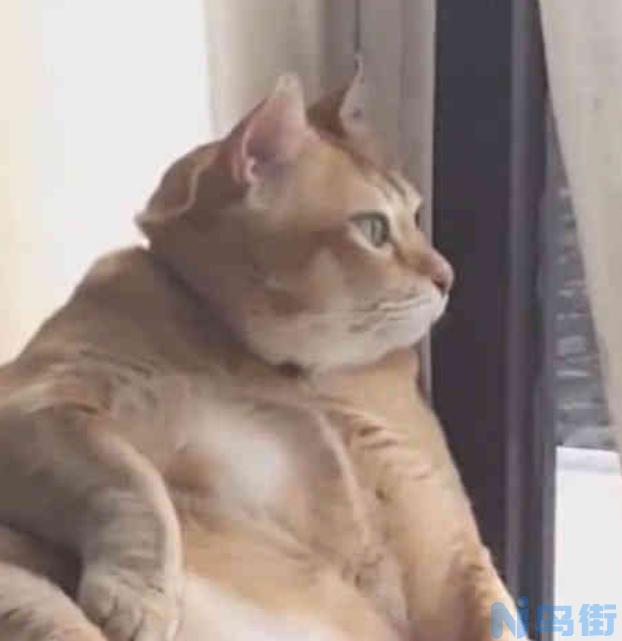 大橘猫是什么品种？