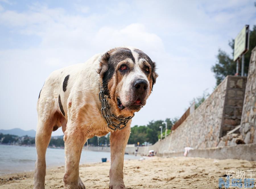 中亚牧羊犬适合家养吗？