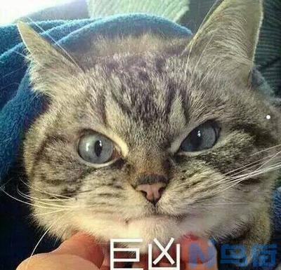 猫咪晚上叫是怎么回事？