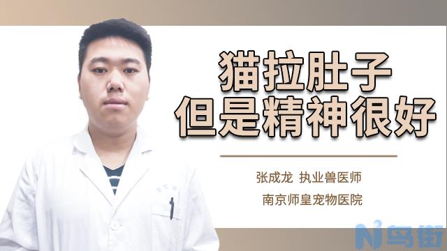 猫拉稀精神不好怎么办？