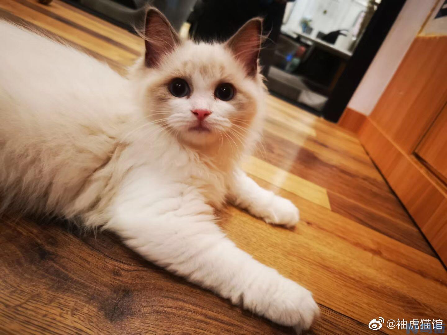 猫咪黑下巴是什么原因？