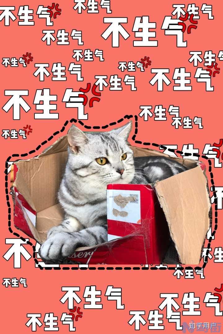 猫咪一直蹲在猫砂盆里？