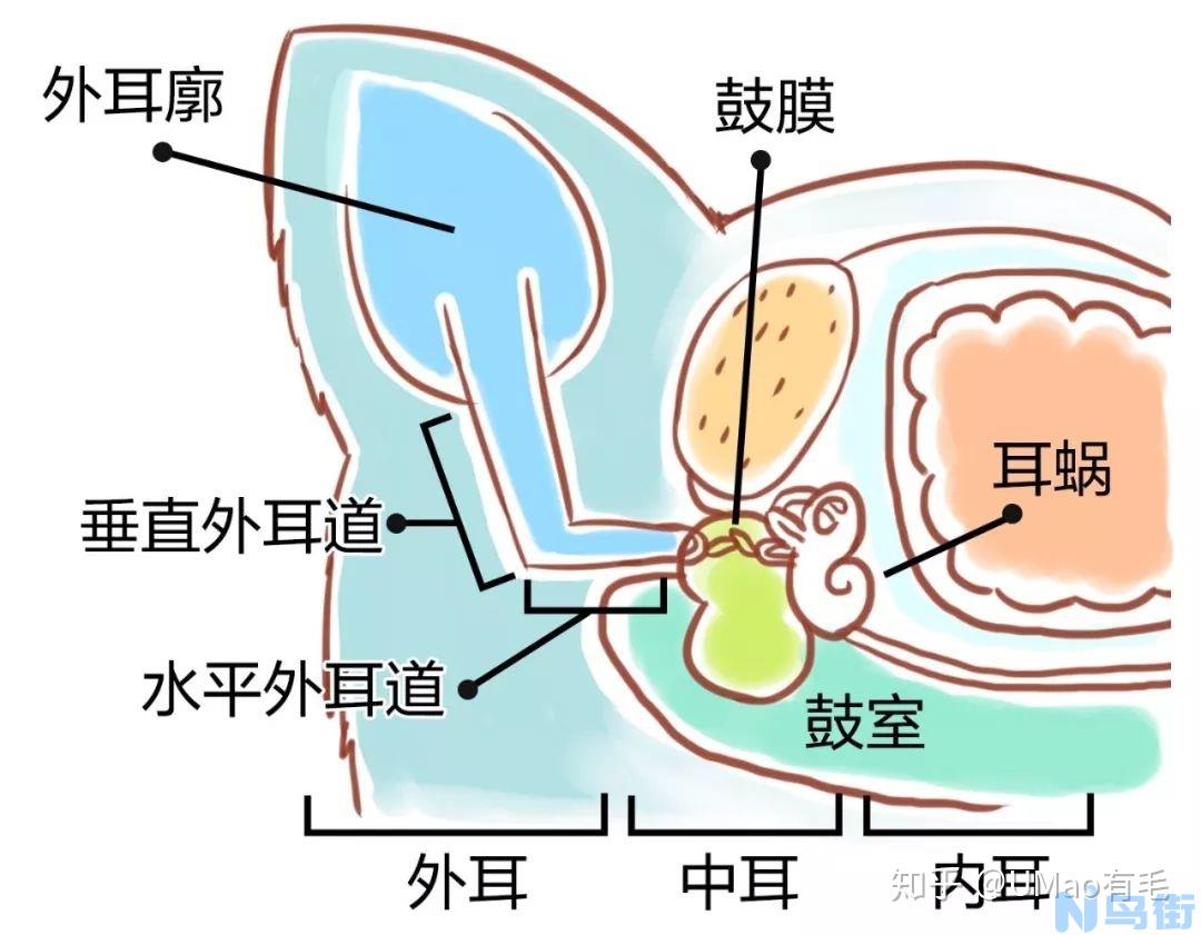 猫耳朵脏了怎么清理？