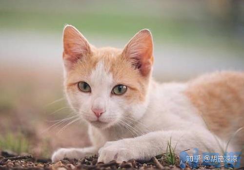 猫咪发腮是什么时候？