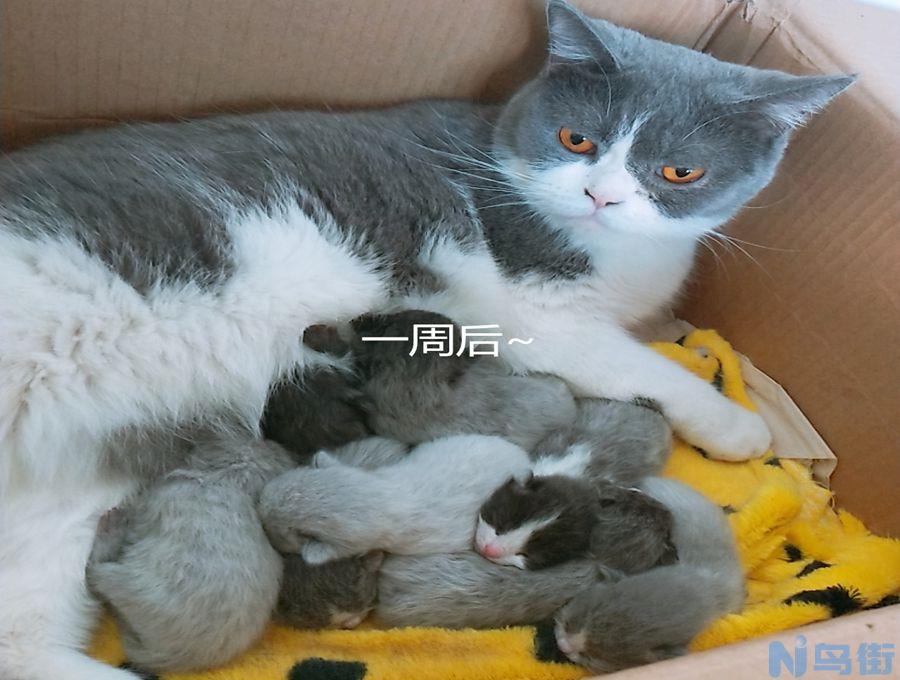 猫怀孕注意事项？