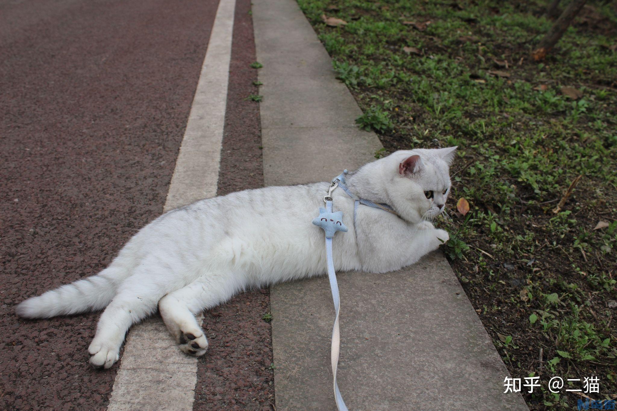 猫能不能吃鸭肉？