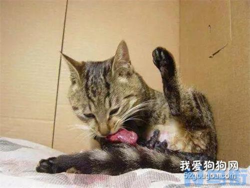 猫咪大便带血精神很好？