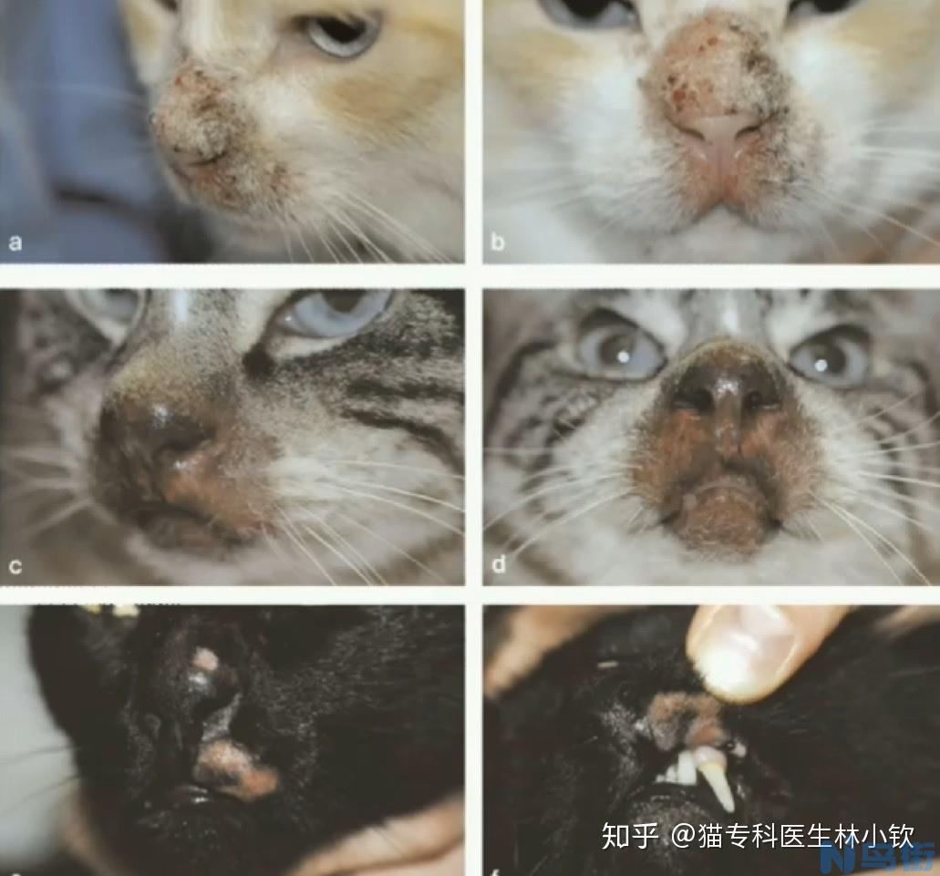 猫疱疹病毒症状？