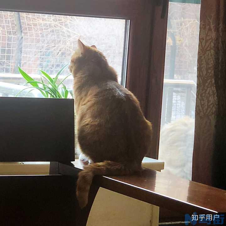 猫突然不吃猫粮？