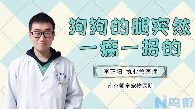 狗狗的腿突然一瘸一拐的？