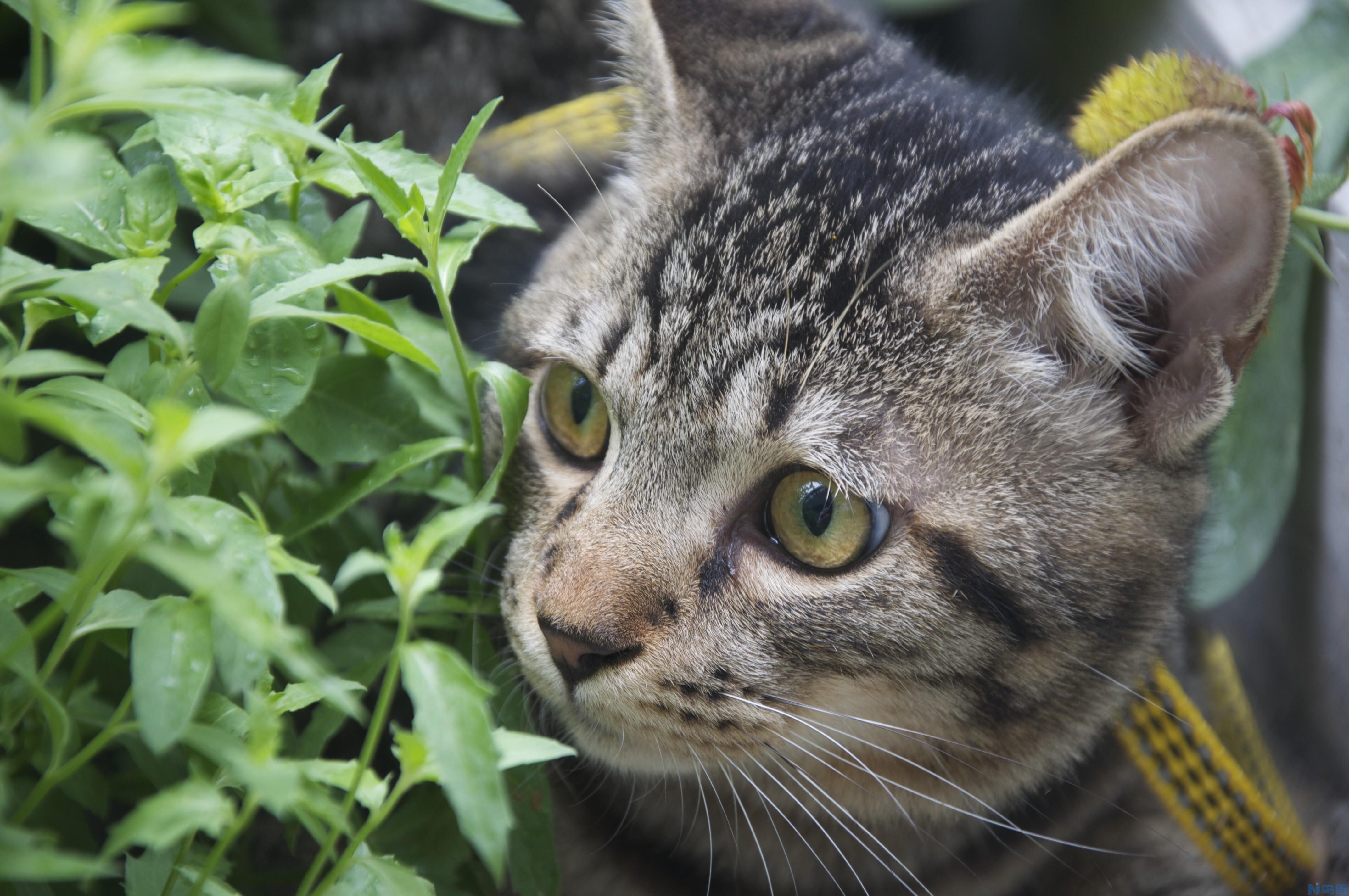 狸花猫和花狸猫区别？