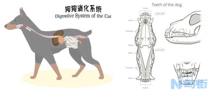 狗狗肠胃不好？